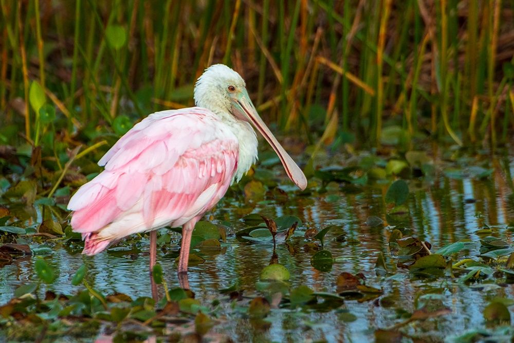 A Roseate Spoonbill standing in water in Orlando Wetlands-Florida